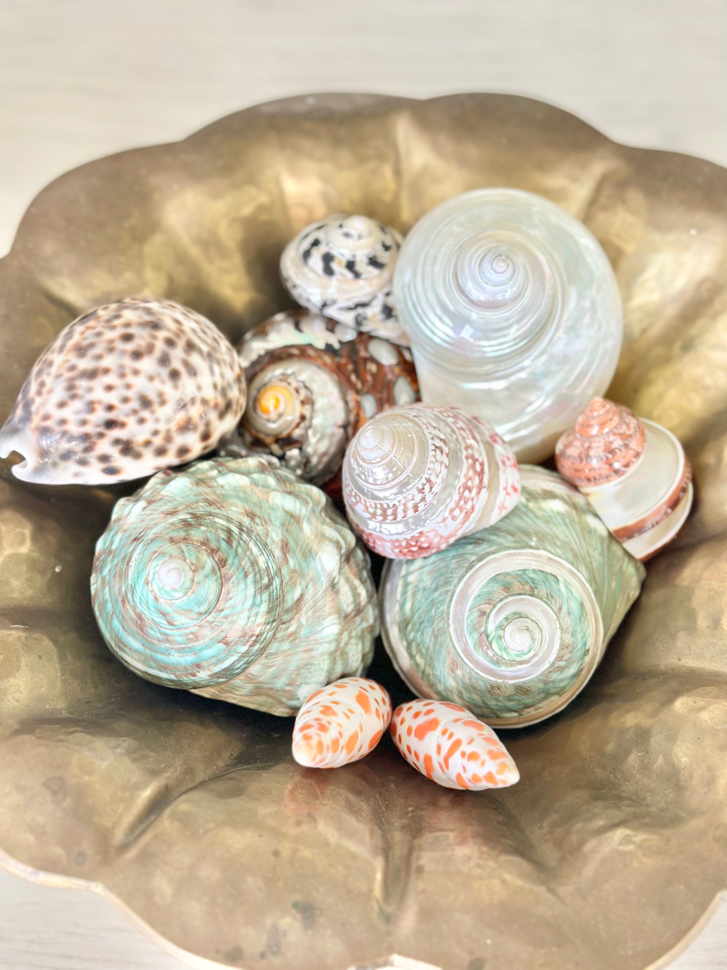 Collection of Seashells