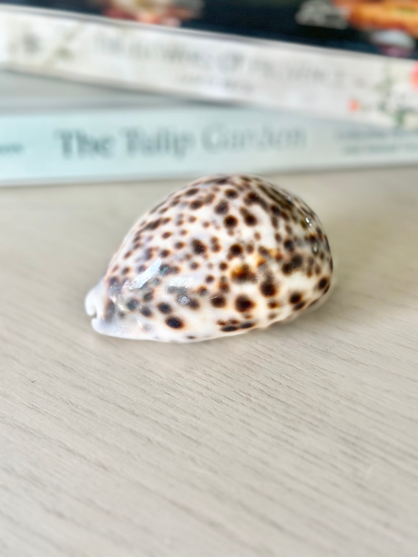Collection of Seashells