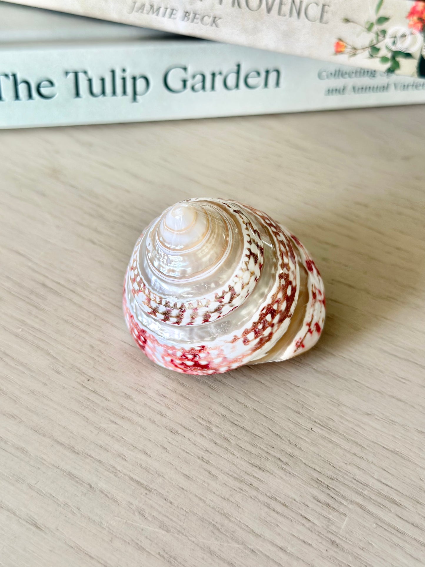Collection of Seashells